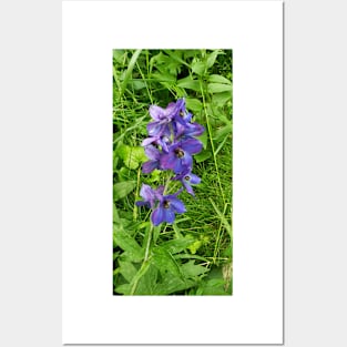 Tiny delphinium Posters and Art